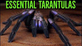 MUST HAVE Tarantulas - YOU Need These BIG Spiders!