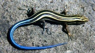 SKINK - EGGS and HATCHING