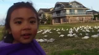 Look at all those chickens...