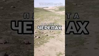 Планета черепах ТАДЖИКИСТАН #shortsvideo #shortvideo #таджикистан #shorts #short #черепахa #животные