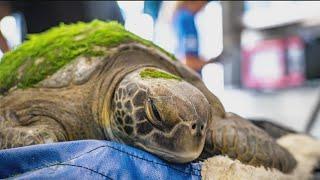 "Lefty" the rescued endangered green sea turtle returns back to the ocean