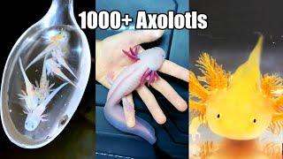 He has Thousands of Axolotls