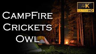 Night Camp Fire, Cricket Chirping, Owl— Ambient Nature Sounds, Good Sleep