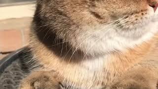 Goldie Cat, Scottish Fold /British Shot-hair  is sunbathing