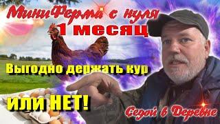 Выгодно держать кур или нет. Первый месяц, подводим итог.