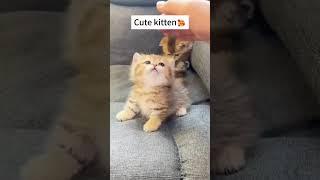 funny cat#cat#cats#catlover #catshorts #funnycats#youtubeshorts #funnyvideo #music#moneycat