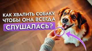 Лучшие способы воспитания собаки, о которых вы не знали | Советы кинолога | ЛавГав