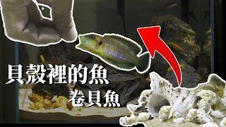 【養魚新手】住在貝殼的魚-卷貝魚/台北水族館-憩魚水族