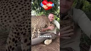 Are Cheetahs Just Giant House Cats?  #animalfacts #wildlife #cheetah