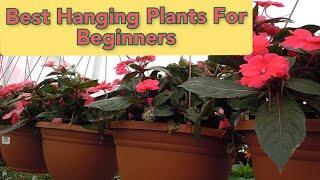 Best Hanging Plants For Beginners | Hanging Plants for Monsoon Season | Hanging Plants For Balcony |