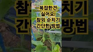 간단한 참외 순치기 방법(순지르기) #주말농장 #참외재배 #텃밭작물 #farming