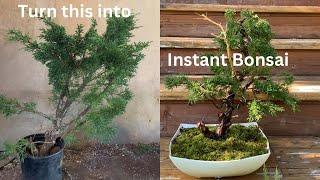 $25 Juniper Bonsai - Instant Bonsai