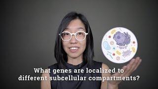 Spatial transcriptome profiling by MERFISH reveals subcellular RNA compartmentalization