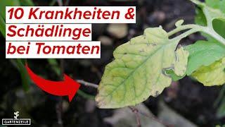 10 häufige Tomatenprobleme - Welche Krankheit hat meine Tomate?