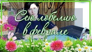  Лобелия - выращивание и уход / Посадка лобелии на рассаду в феврале ️