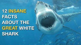 12 INSANE Facts About the Great White Shark