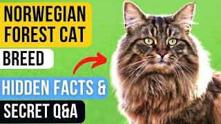 Norwegian Forest Cats: The Coolest New Breed of House Cat | Everything You Need to Know