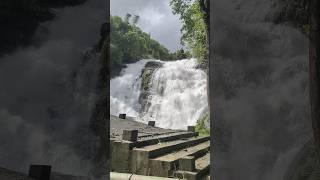 #charpa #waterfall #athirappilly #shortsfeed #shorts #ytshorts #youtubeshorts