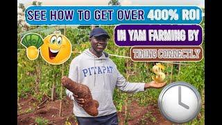 SEE  how TIMING  CORRECTLY Can make YOU a  MILLIONAIRE in YAM FARMING