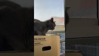 Жоржик на балконе