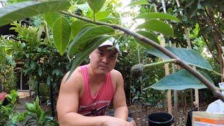 How to Plant a Tropical Tree & The Importance of the Mycorrhizal Network