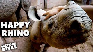 Confident Baby Black Rhino Loves a Scratch | The Secret Life of the Zoo | Nature Bites