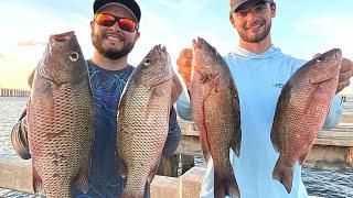 Skyway Fishing Pier Mangrove Snapper Catch & Cook