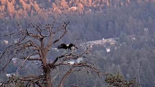 Sep 12, 2024: Shadow spotted at Stick Depot Snag & Roost Tree   Habitat faces NO immediate threat