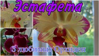  Участвую в Эстафете - "Три мои самые ДОРОГИЕ Орхидеи" 