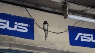 Barn Swallow (Hirundo rustica)