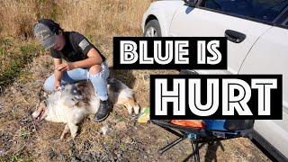 My Dog Got Injured | Living In My Car