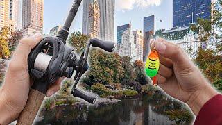 Fishing in the City for GIANT Urban Trout!