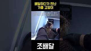 배달 중 만난 집 나온 고양이 #shorts #블랙박스 #고양이 #가출