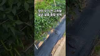 장마 시작 전날 고추밭 종합 방제
