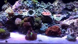 120g Reef Tank - Orange Diamond Goby - Update