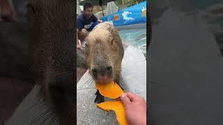 Capybara Capybara with a very stable mental state Amazing animals on TikTok Wild animals at clos
