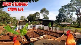 Life in my Rural Farm Cabin (Chicken Keeping)