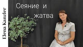 Христианские стихи/ Сеяние  и жатва/ Elena Kanzler