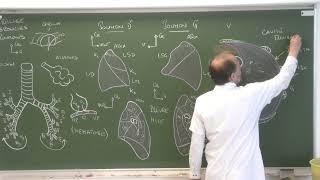 Thorax 8 - Trachée, bronches, poumons, plèvre [Descriptive anatomy of the respiratory tract]