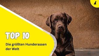 Die 10 größten Hunderassen der Welt ⎮diehundezeitung.com