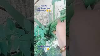 Healthy gardening tips &easy care|| with homemaker asha Sharma ||