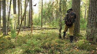 Началось! Охота осенью в тайге на рябчика с мелкашкой и ружьём.