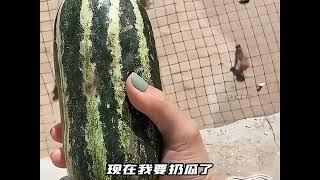 大王爱搞笑动物的无语瞬间#动物的迷惑行为 #不干人事 #倒霉动物 #看一遍笑一遍  part2