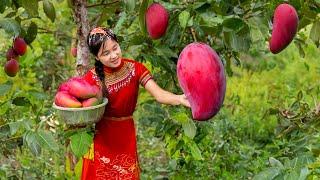 Harvesting RUBY MANGO and sell | ELLA TV