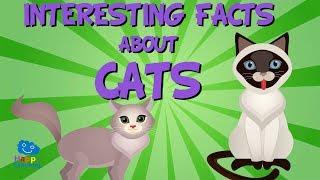 Interesting facts about Cats | Educational Video for Kids.