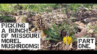 Picking A Bunch Of Missouri Morel Mushrooms! Part 1.