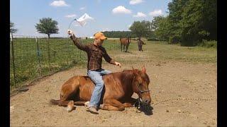 Mustang gelding horse selling at auction/part 2 of 2