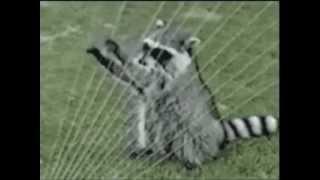 Raccoon Harp