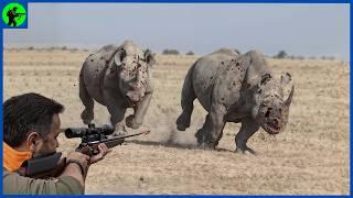 How Do South African Hunters Deal With Thousands Of Invading Rhinos |  Farming Documentary