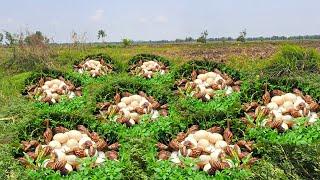 wow wow unique! collection many duck eggs and snails on the grass at field by hand a farmer